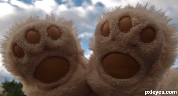 Bear Feet